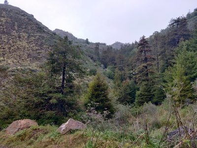 Sequoia sempervirens, photographed by Alexander Wentworth