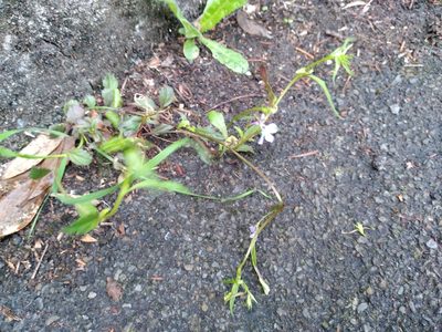 Lobelia erinus, photographed by Leon Perrie