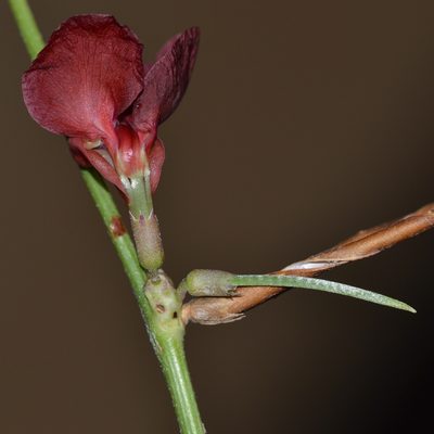Macroptilium lathyroides, photographed by kbkash