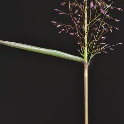 Eragrostis tenella, photographed by kbkash