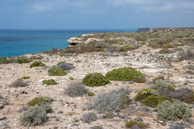 Spyridium phylicoides, photographed by T. Hammer