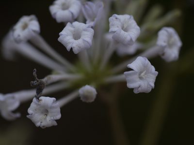 Spermadictyon suaveolens, photographed by Dinesh Valke