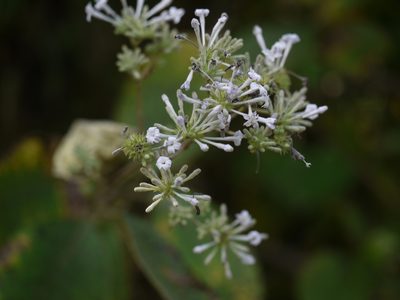 Spermadictyon suaveolens, photographed by Dinesh Valke