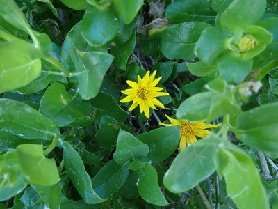 Didelta spinosa, photographed by Peter Warren