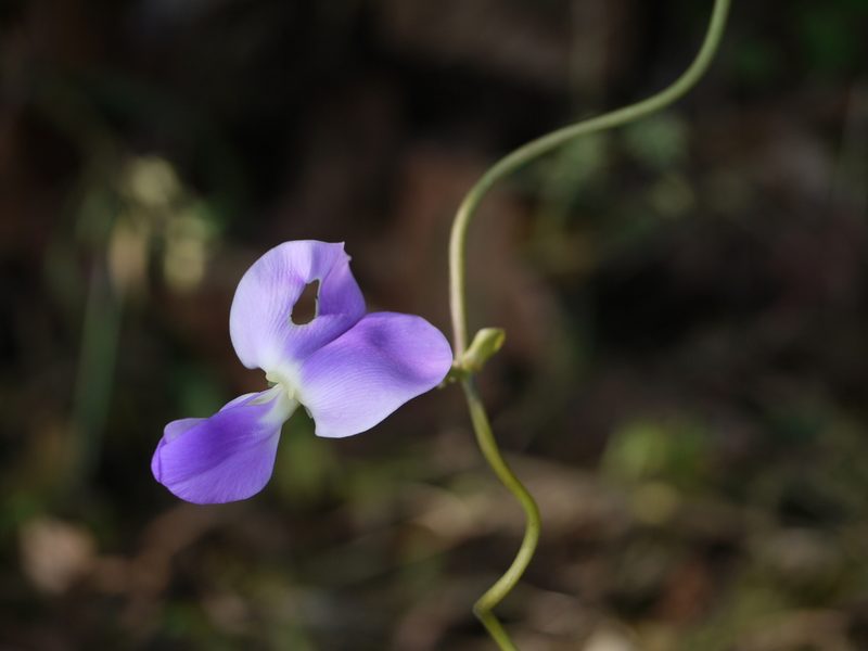 Nesphostylis bracteata, photographed by Dinesh Valke