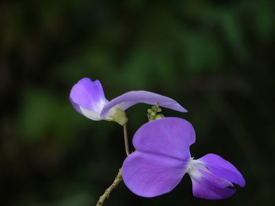 Nesphostylis bracteata, photographed by Dinesh Valke