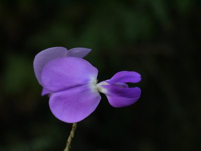 Nesphostylis bracteata, photographed by Dinesh Valke