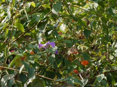 Nesphostylis bracteata, photographed by Dinesh Valke