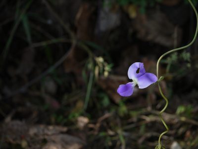 Nesphostylis bracteata, photographed by Dinesh Valke