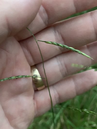 Eriochloa pseudoacrotricha, photographed by Guy Taseski