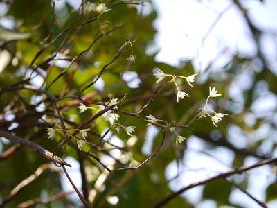 Dendrobium herbaceum, photographed by Dinesh Valke