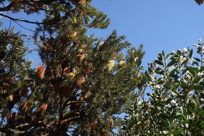 Banksia marginata, photographed by Cowirrie