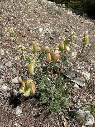 Astragalus curtipes, photographed by Emily Langdon-Lassagne