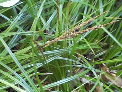 Carex uncinata, photographed by Doug Miller