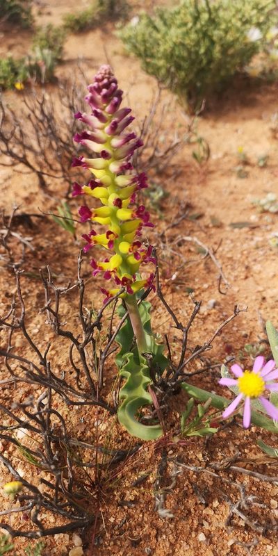 Lachenalia framesii, photographed by leandra-k_89