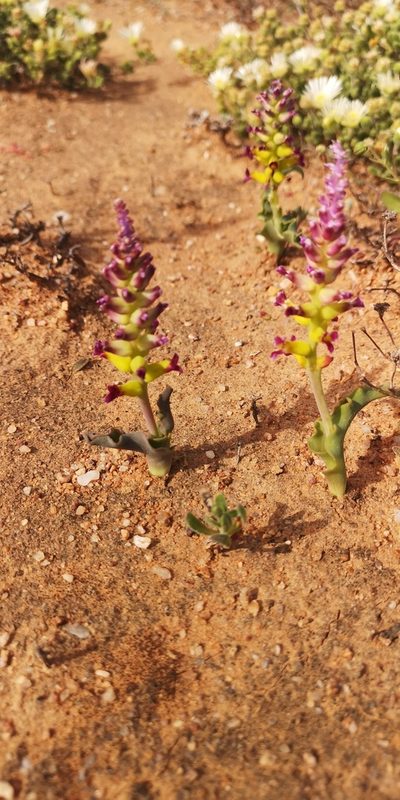 Lachenalia framesii, photographed by leandra-k_89
