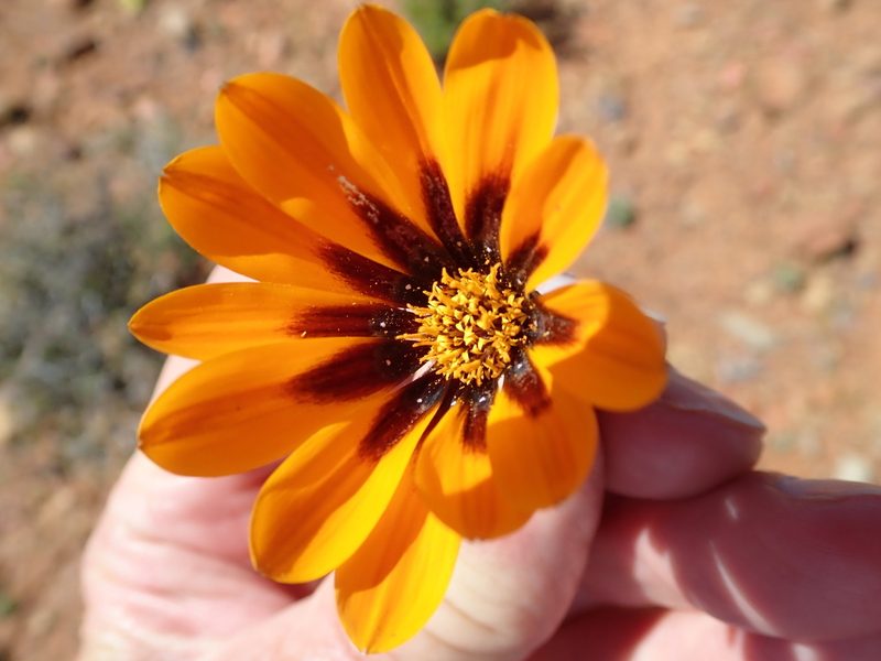 Gazania heterochaeta, photographed by Peter Warren