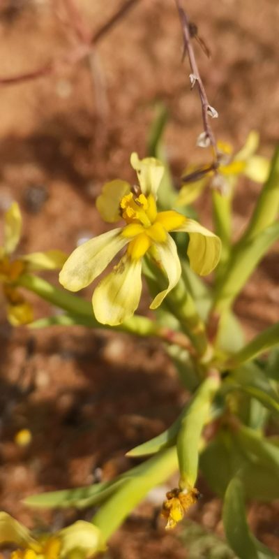 Moraea knersvlaktensis, photographed by leandra-k_89