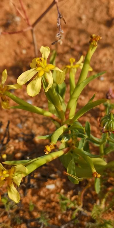 Moraea knersvlaktensis, photographed by leandra-k_89