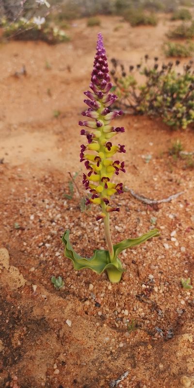 Lachenalia framesii, photographed by leandra-k_89