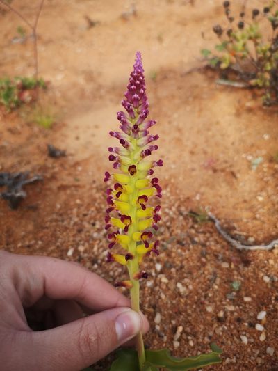 Lachenalia framesii, photographed by leandra-k_89