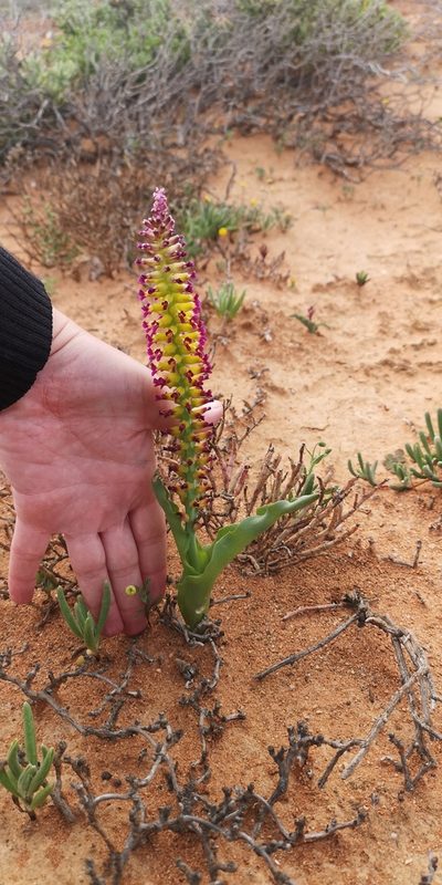 Lachenalia framesii, photographed by leandra-k_89