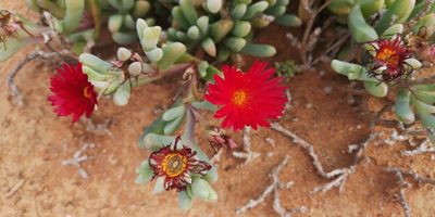 Malephora purpureocrocea, photographed by leandra-k_89
