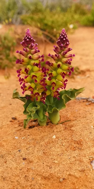 Lachenalia framesii, photographed by leandra-k_89
