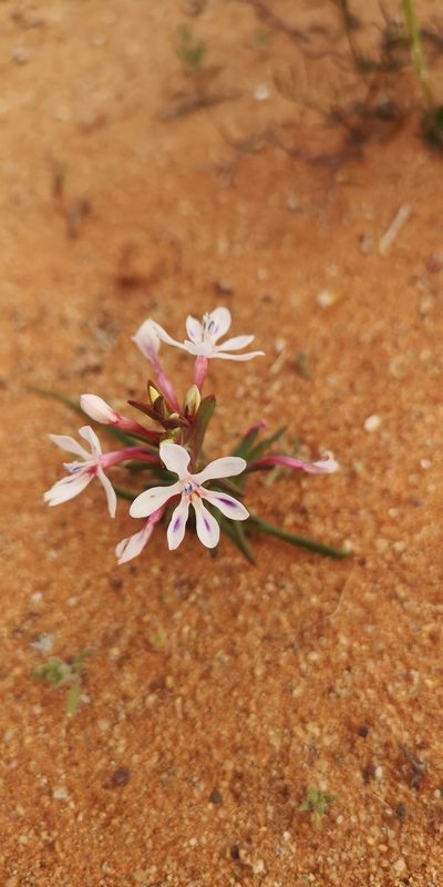 Lapeirousia angustifolia, photographed by leandra-k_89