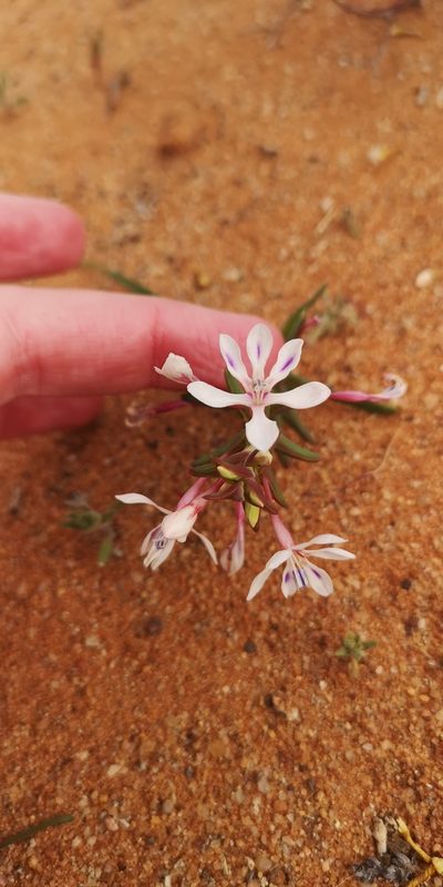 Lapeirousia angustifolia, photographed by leandra-k_89