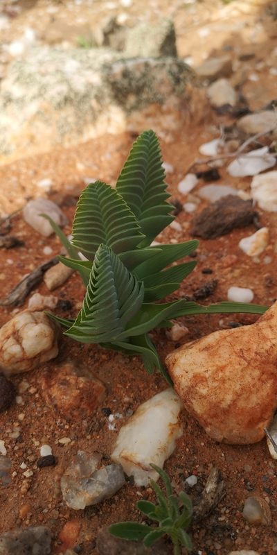 Lapeirousia pyramidalis, photographed by leandra-k_89