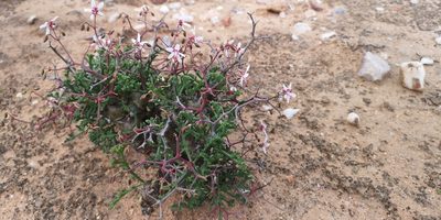 Pelargonium crithmifolium, photographed by leandra-k_89