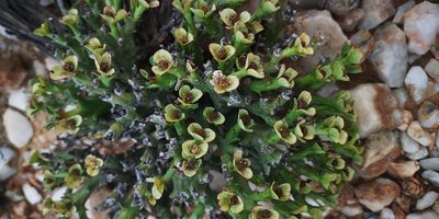 Euphorbia hamata, photographed by leandra-k_89