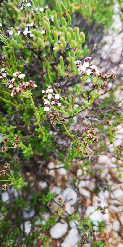 Eriocephalus pedicellaris, photographed by leandra-k_89