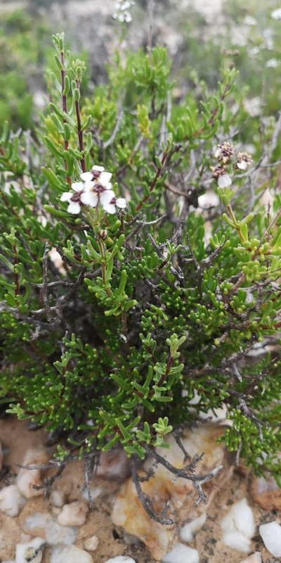 Eriocephalus pedicellaris, photographed by leandra-k_89