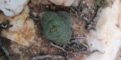 Crassula pseudhemisphaerica, photographed by leandra-k_89