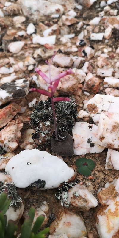 Lachenalia trichophylla, photographed by leandra-k_89