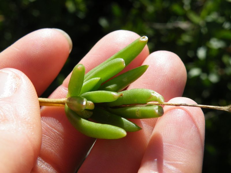 Delosperma scabripes, photographed by Antoinette Eyssell Knox