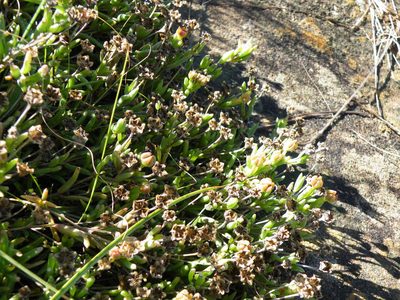 Delosperma scabripes, photographed by Antoinette Eyssell Knox
