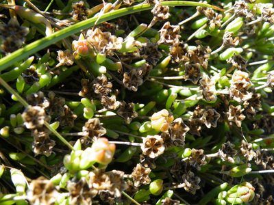 Delosperma scabripes, photographed by Antoinette Eyssell Knox