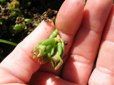 Delosperma scabripes, photographed by Antoinette Eyssell Knox