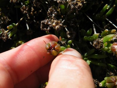 Delosperma scabripes, photographed by Antoinette Eyssell Knox