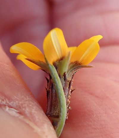 Gazania tenuifolia, photographed by Peter Warren