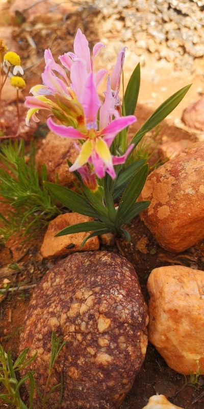 Babiana rubella, photographed by leandra-k_89