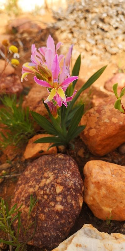 Babiana rubella, photographed by leandra-k_89