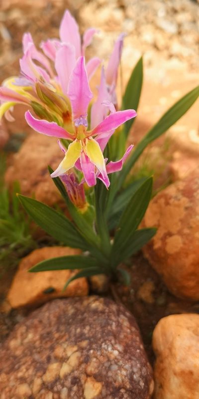 Babiana rubella, photographed by leandra-k_89
