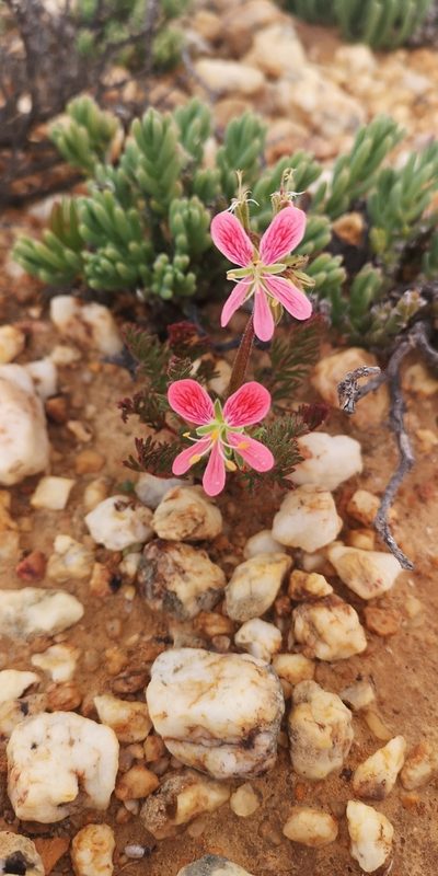 Pelargonium quarciticola, photographed by leandra-k_89