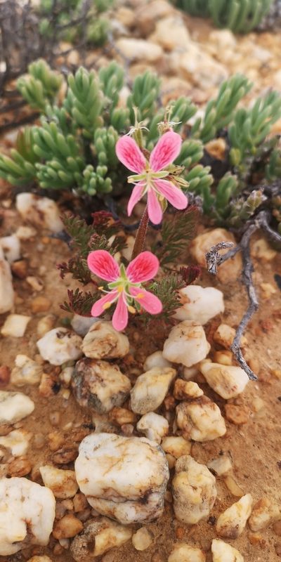 Pelargonium quarciticola, photographed by leandra-k_89