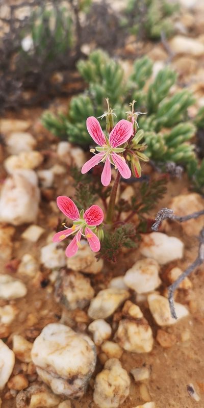 Pelargonium quarciticola, photographed by leandra-k_89