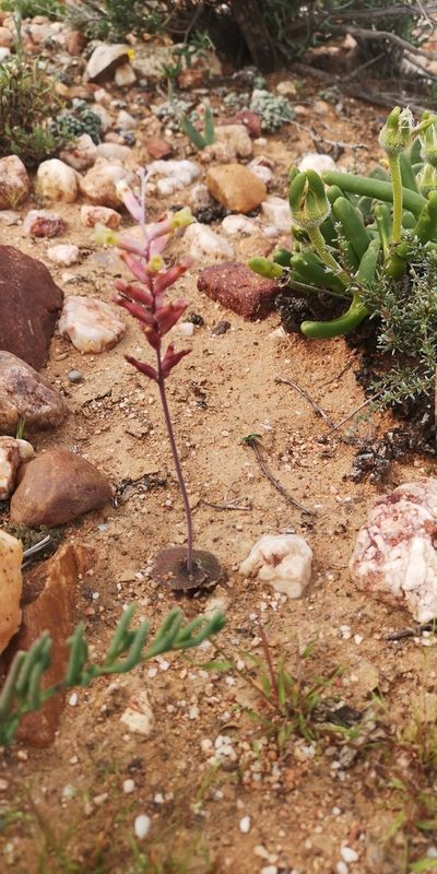 Lachenalia trichophylla, photographed by leandra-k_89